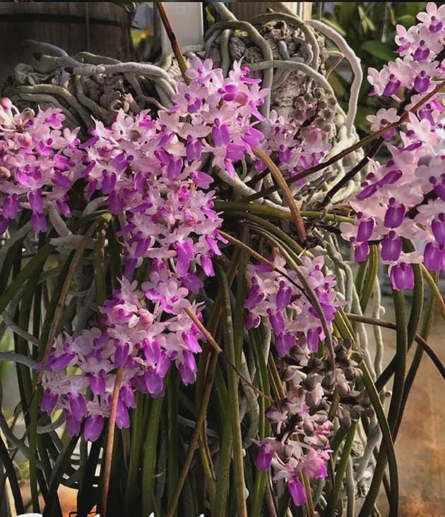 Seidenfadenia mitrata Orchid Plant: Pink Bloom, Easy Grow