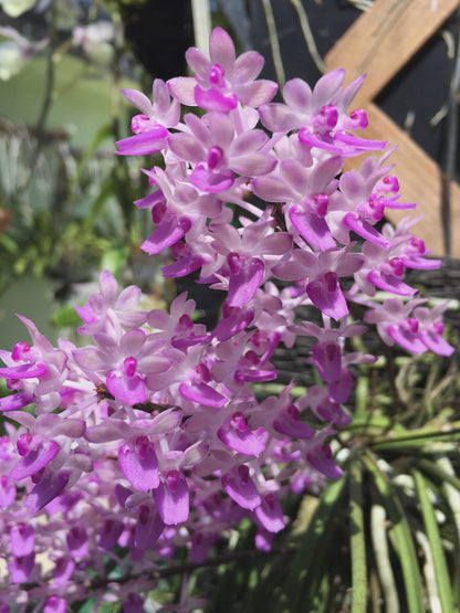 Seidenfadenia mitrata Orchid Plant: Pink Bloom, Easy Grow
