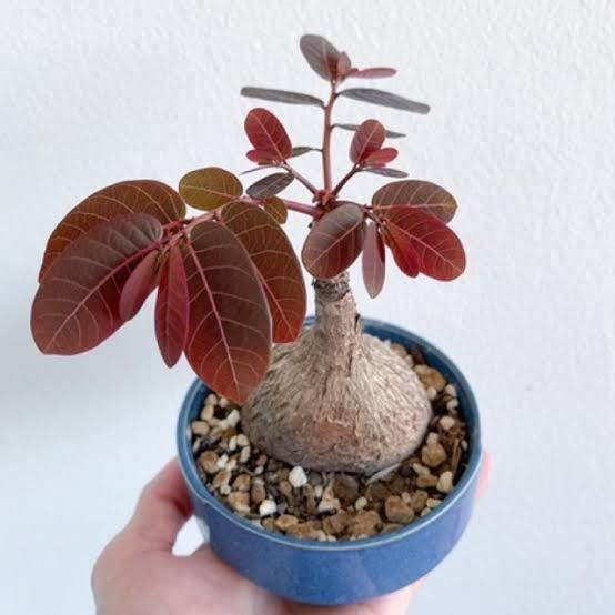 Glochidion Mirabilis Caudex Plant: Rare Tropical Houseplant
