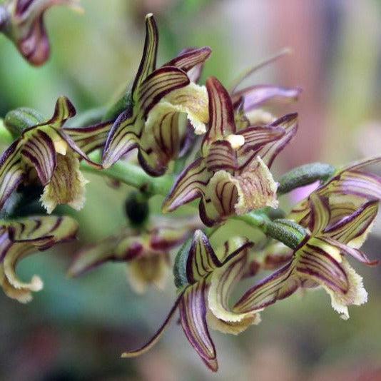 Pinalia bractescens Orchid Plant - Collector's Orchid