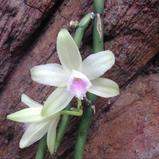 Vanilla Orchid Plant: Aphylla Variety - Home & Garden Decor