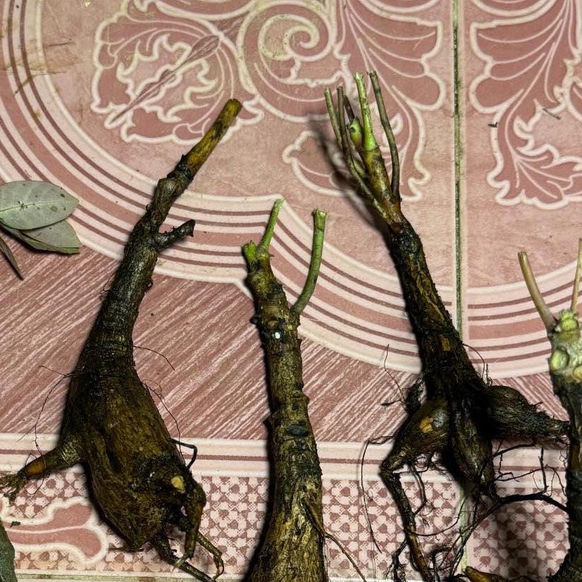 Glochidion Mirabilis Caudex Plant: Rare Tropical Houseplant