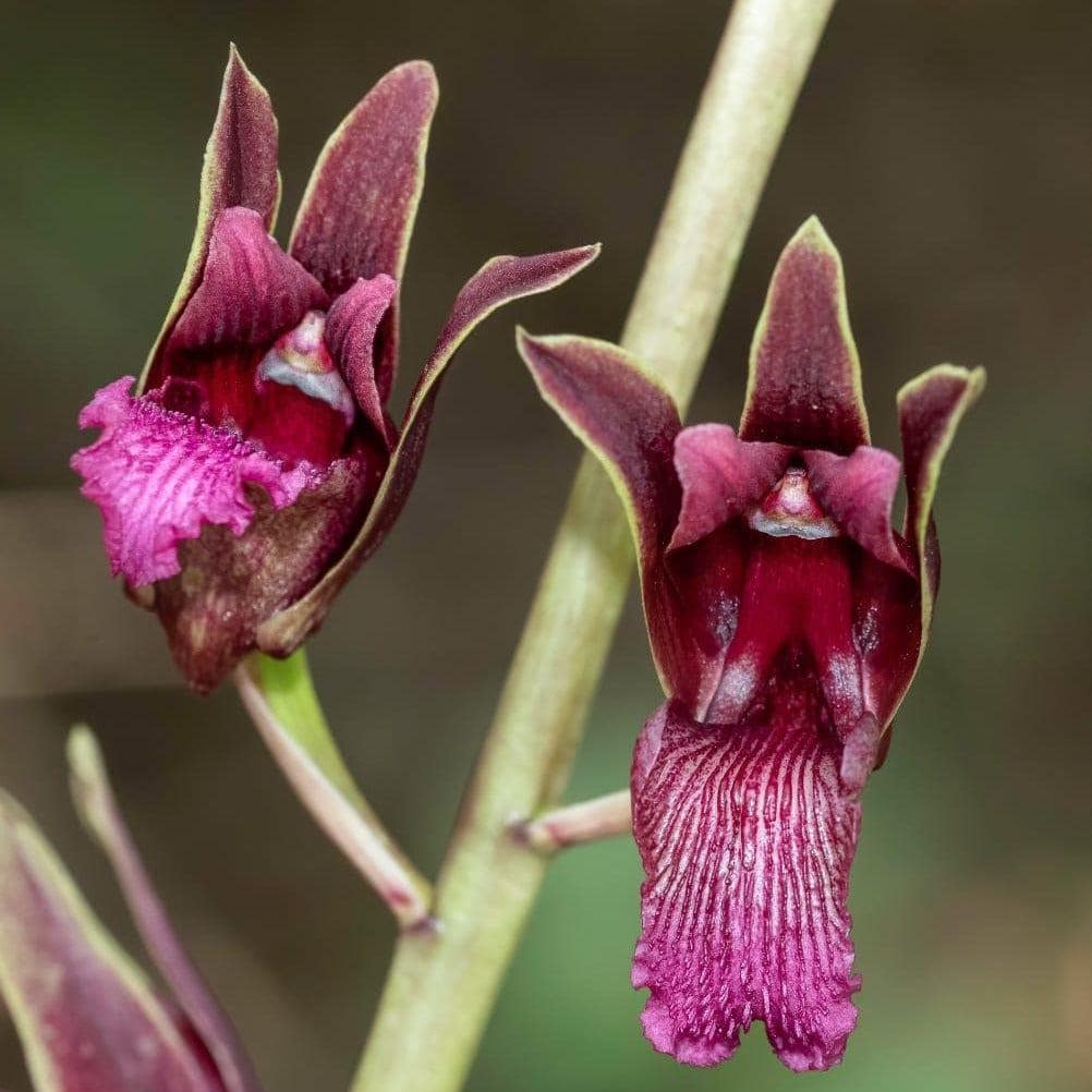 Eulophia Spectabilis
