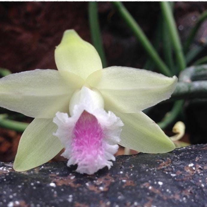 Vanilla Orchid Plant: Aphylla Variety - Home & Garden Decor