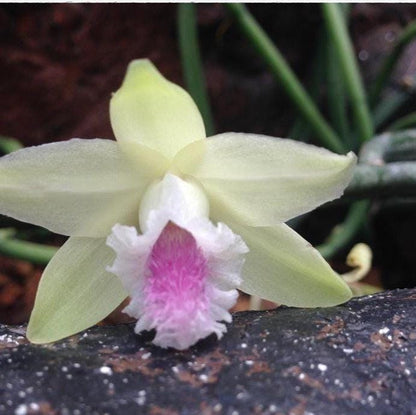 Vanilla Orchid Plant: Aphylla Variety - Home & Garden Decor
