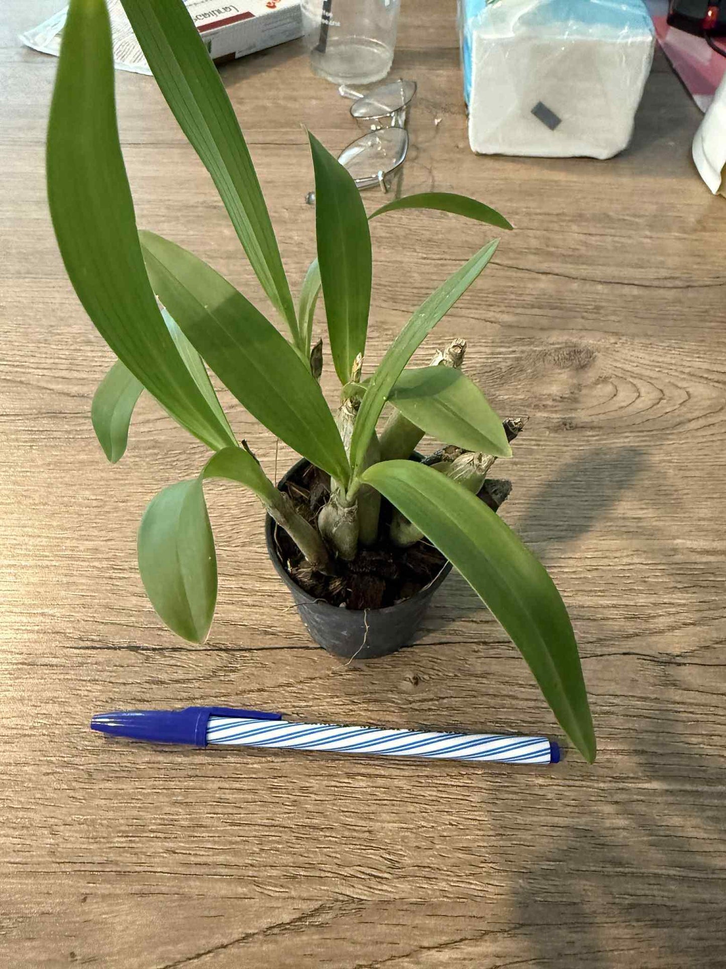 Pinalia bractescens Orchid Plant - Collector's Orchid