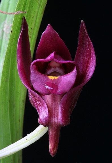 Eulophia Spectabilis