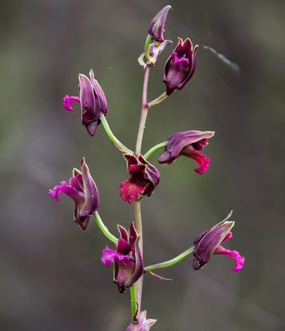Eulophia Spectabilis