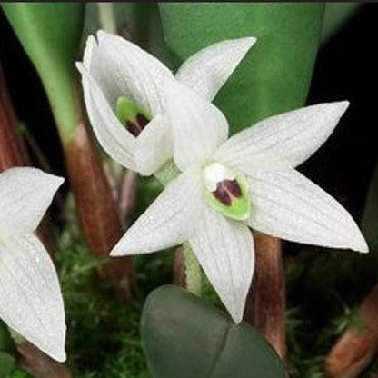 Ceratostylis sp (White flower) 1 plant Tropical Orchid species  rare and miniature orchid