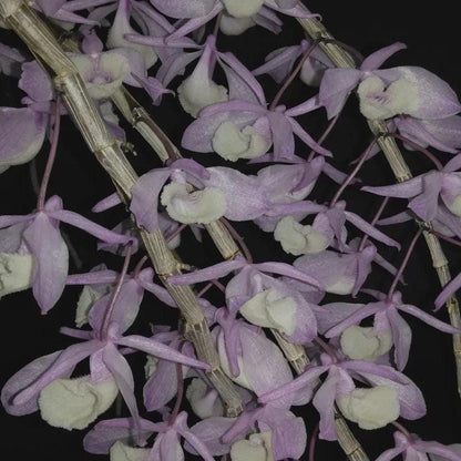 Orchid Dendrobium primulinum 1 plant fragrant orchid flower