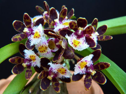 Gastrochilus bellinus Orchid Plant: Miniature Climbing Orchid, Botanic Decor