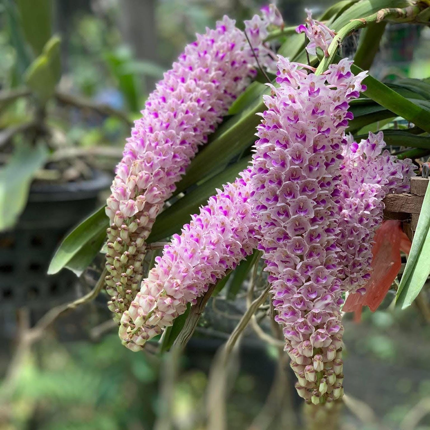 Orchid Rhynchostylis retusa 1 Plant Foxtail Orchid near bloom size