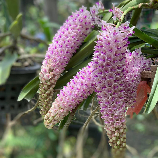 Orchid Rhynchostylis retusa 1 Plant Foxtail Orchid near bloom size