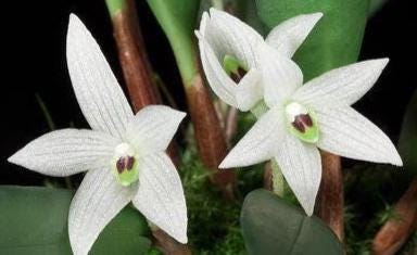 Ceratostylis sp (White flower) 1 plant Tropical Orchid species  rare and miniature orchid