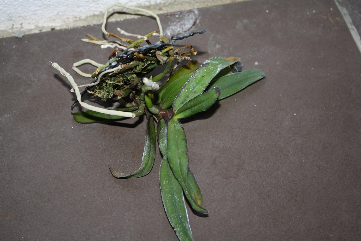 Gastrochilus bellinus Orchid Plant: Miniature Climbing Orchid, Botanic Decor