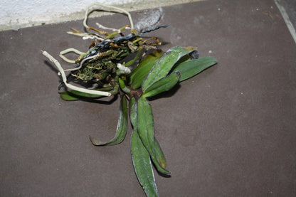 Gastrochilus bellinus Orchid Plant: Miniature Climbing Orchid, Botanic Decor