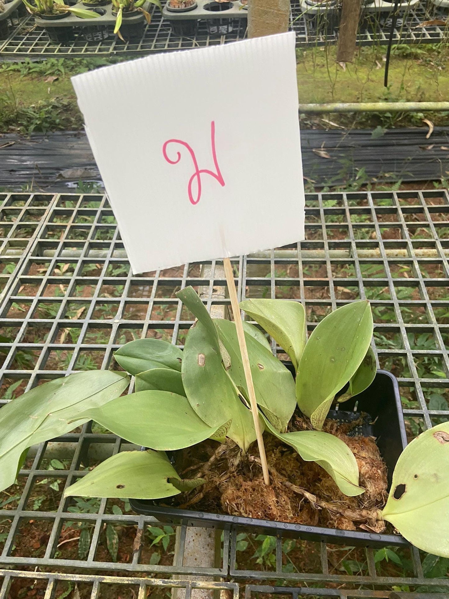 Bulbophyllum beccarii 1 Plant bloom size , orchid for home & Garden collection