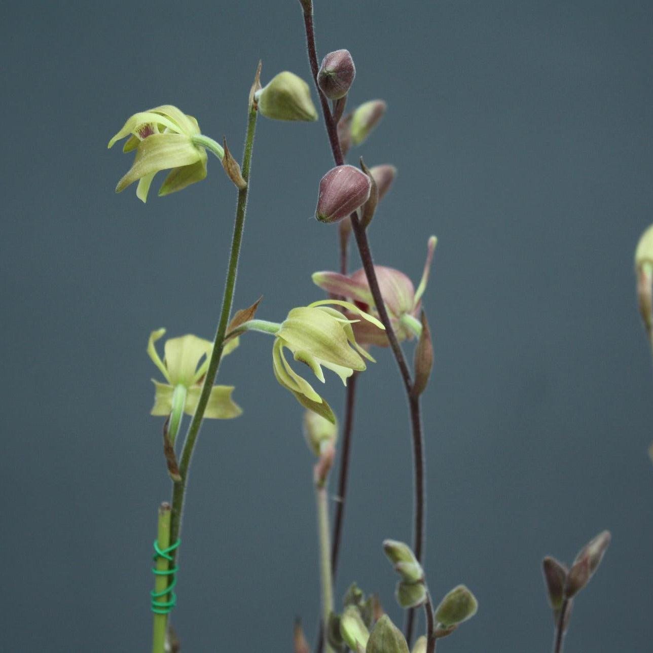 Orchid Ipsea thailandica 1 plant ground orchid for home and garden collection