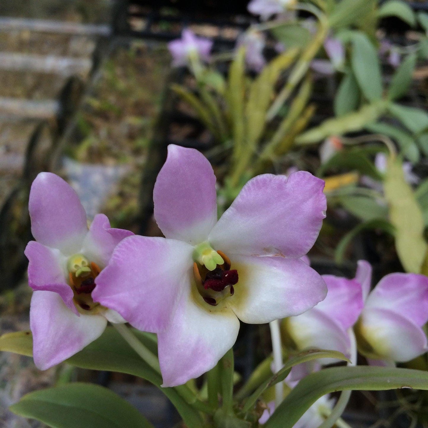 Dendrobium trantuanii 1 Plant orchid , Dendrobium