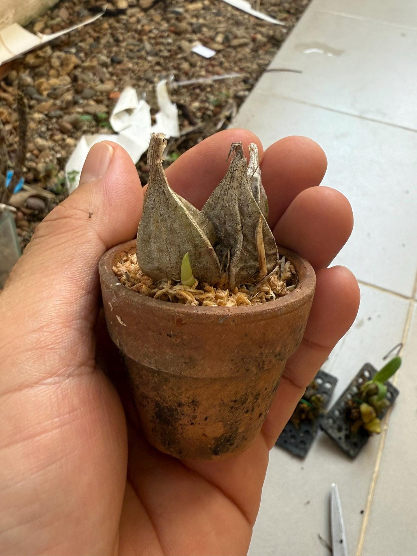 Orchid Ipsea thailandica 1 plant ground orchid for home and garden collection