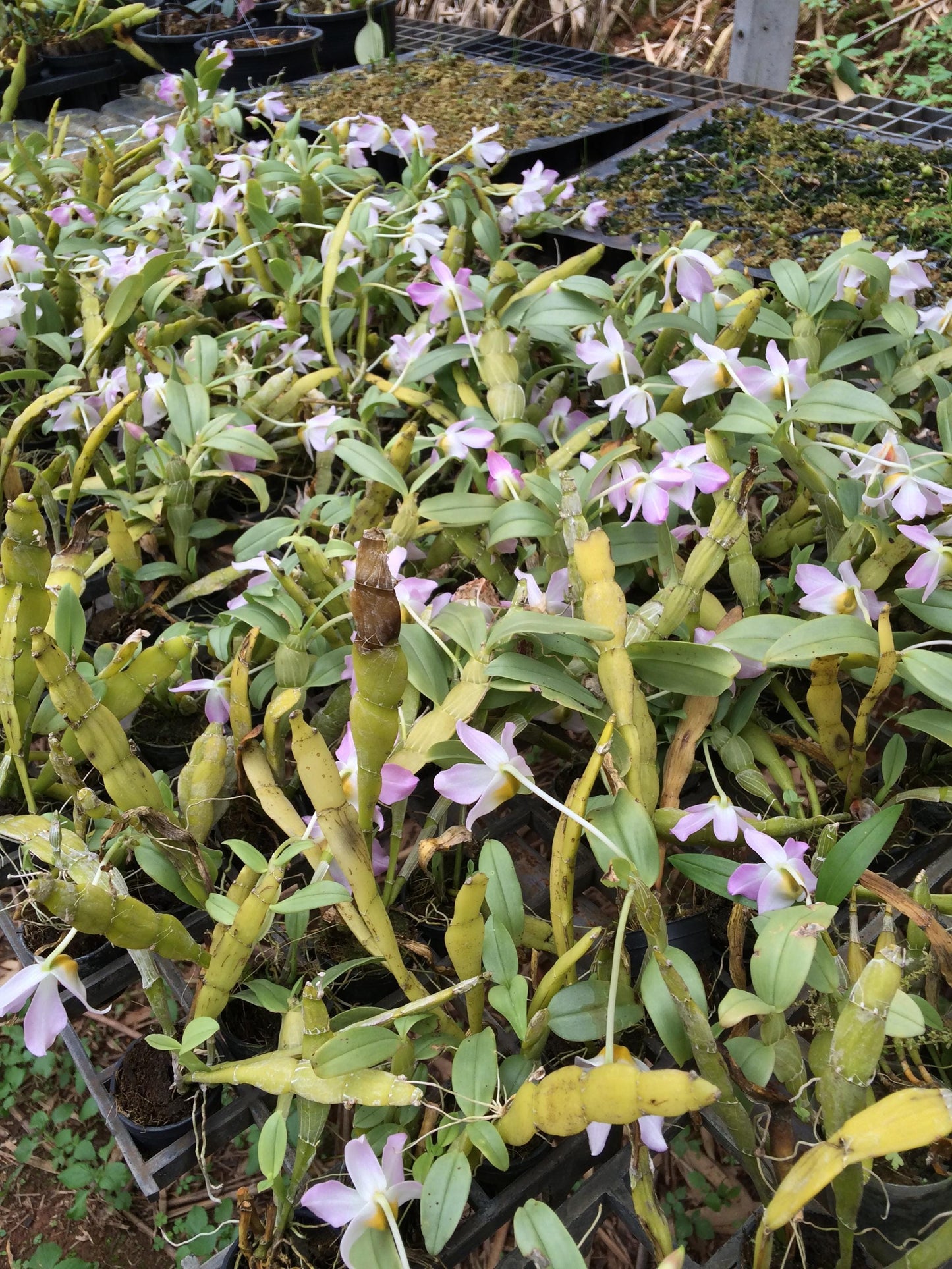 Dendrobium trantuanii 1 Plant orchid , Dendrobium