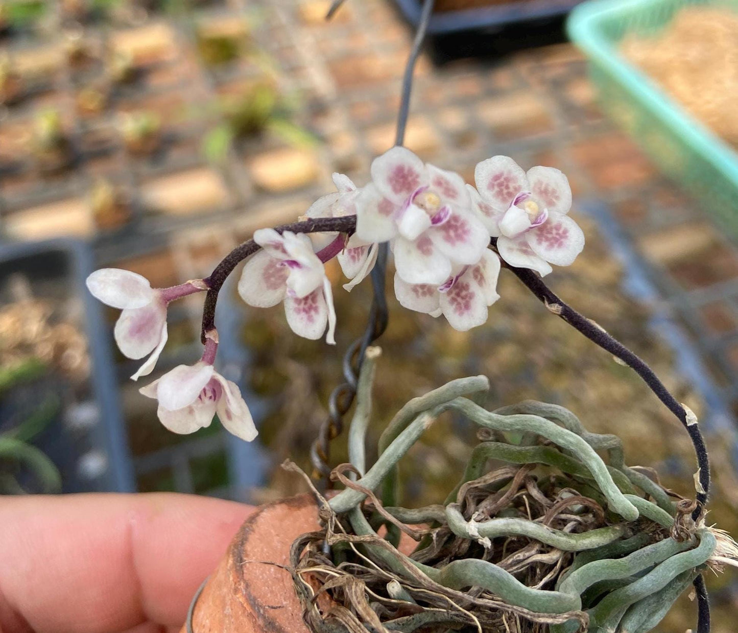 Orchid Chiloschista shanica 1 plant bloom size  orchid collection