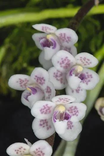 Orchid Chiloschista shanica 1 plant bloom size  orchid collection