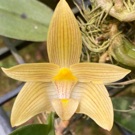 Bulbophyllum siamense Orchid Plant (The Thailand Bulbophyllum)