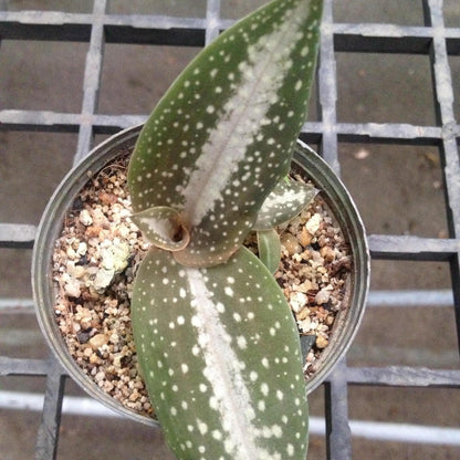 Orchid Habenaria carnea (spot) 1 bulb orchid plant home garden collection