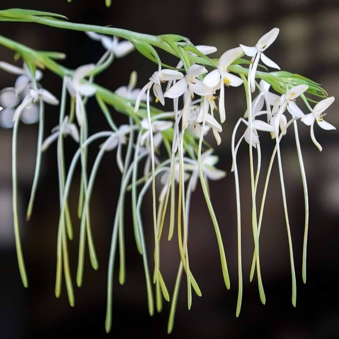 Orchid Habenaria hosseusii 2 Bulb tuber|bloom size orchid collection