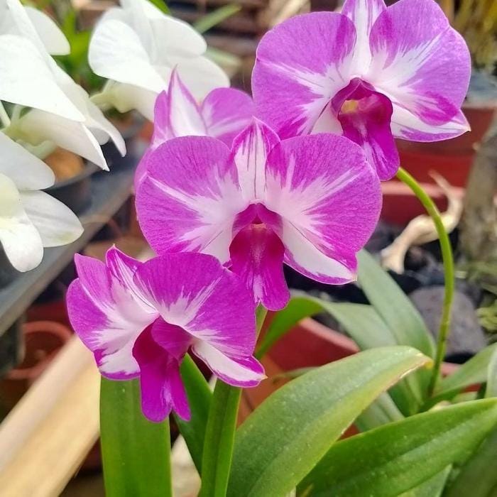Dendrobium Enobi Mickey Mouse Orchid - Pink Bloom, 1" Pot