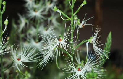 Orchid Habenaria medusae 1 Bulb terrestrial orchid
