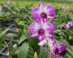 Dendrobium Enobi Mickey Mouse Orchid - Pink Bloom, 1" Pot