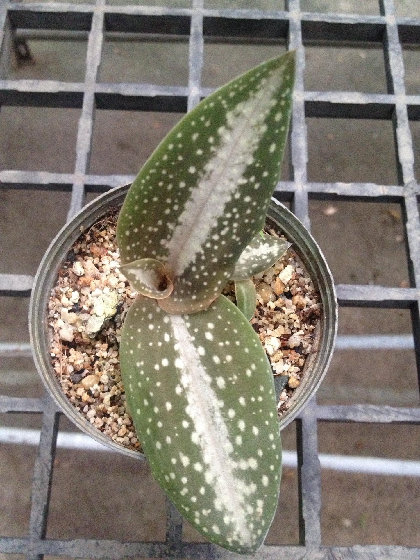 Orchid Habenaria carnea (spot) 1 bulb orchid plant home garden collection