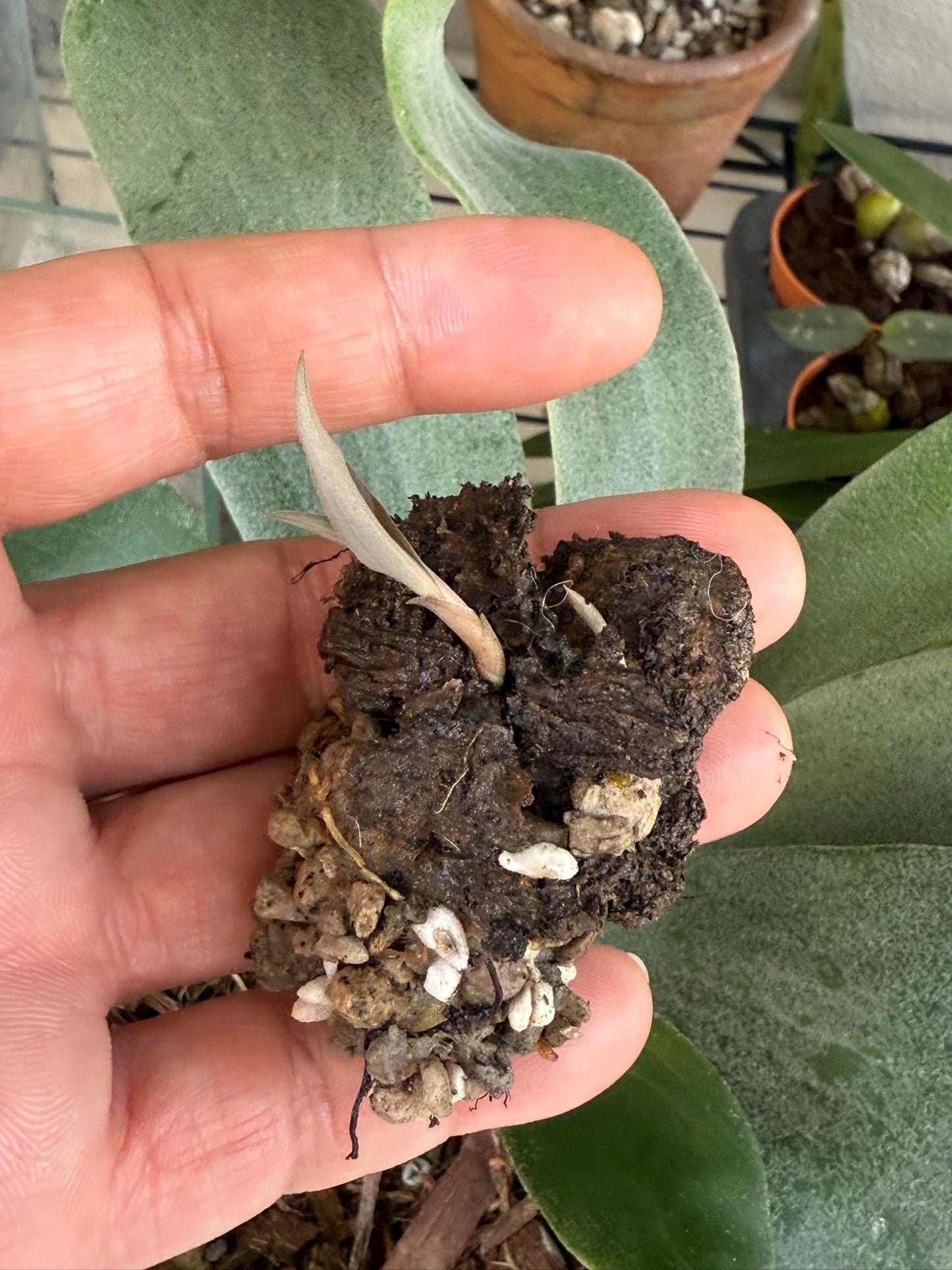 Habenaria rhodocheila 1 plant|tuber store choice ,will select for you by random color