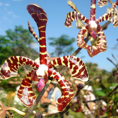 Airy Spider Orchid Plant: Arachnis flos-aeris - Bloom Size