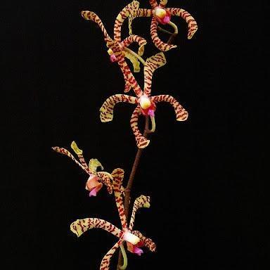 Airy Spider Orchid Plant: Arachnis flos-aeris - Bloom Size