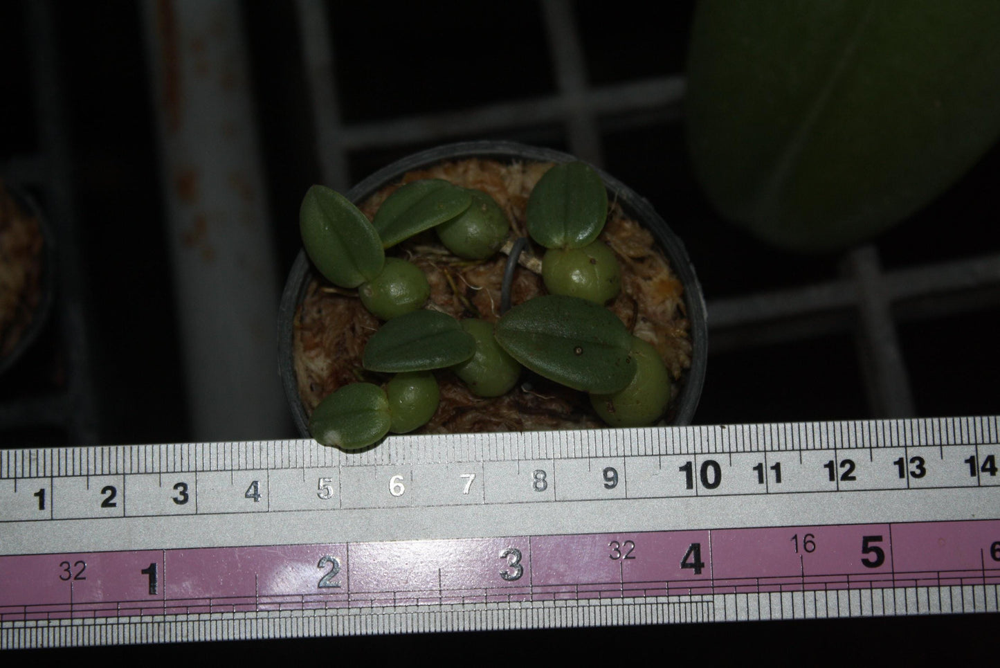 Trias cambodiana Orchid Plant - Bulbophyllum cambodianum - Bloom Size