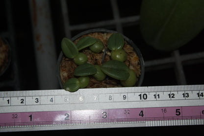 Trias cambodiana Orchid Plant - Bulbophyllum cambodianum - Bloom Size