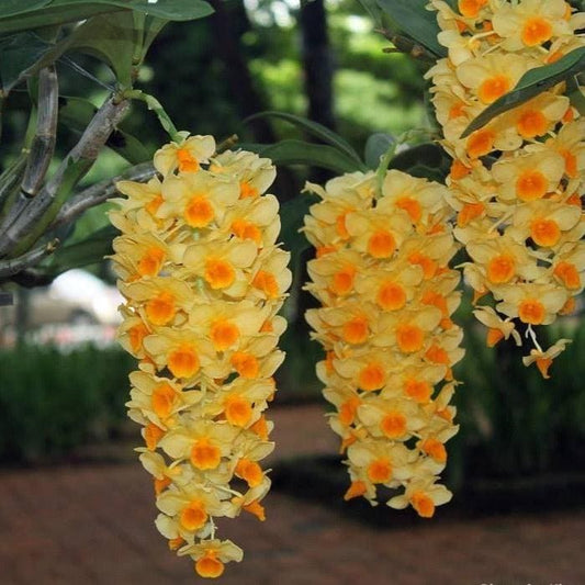 Dendrobium densiflorum 1 plant orchid collection fragrant orchid