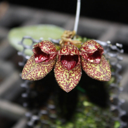 Bulbophyllum bootanoides 'frostii' Orchid Plant - Bloom Size