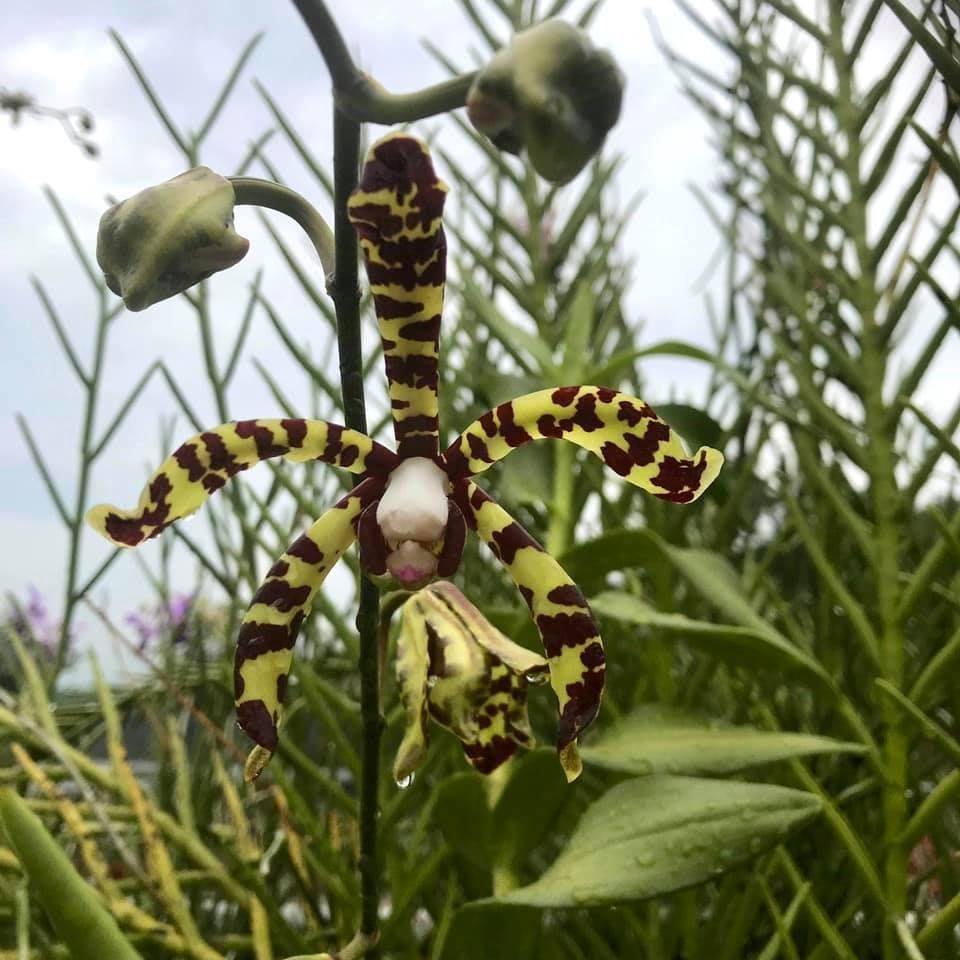 Airy Spider Orchid Plant: Arachnis flos-aeris - Bloom Size
