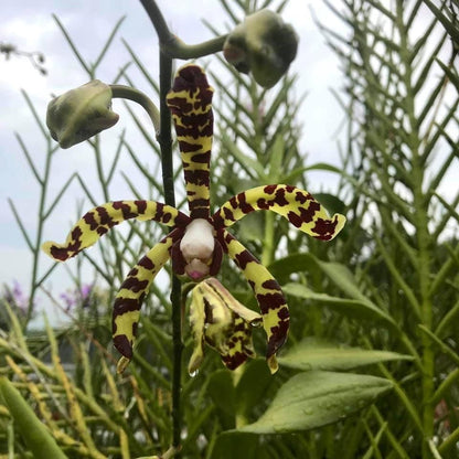 Airy Spider Orchid Plant: Arachnis flos-aeris - Bloom Size