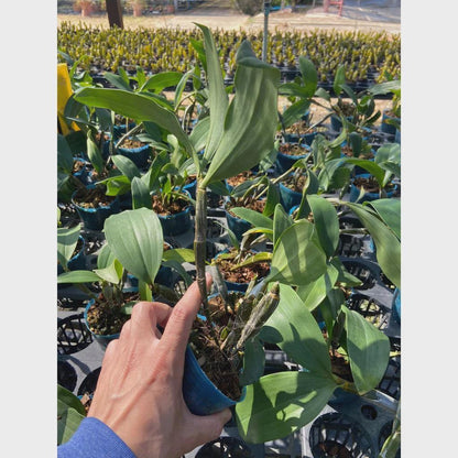 Dendrobium densiflorum 1 plant orchid collection fragrant orchid