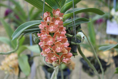 Rhynchostylis gigantea Peach 2 plant seedling size ,orchid vanda plant home garden foxtail orchid,Aerides