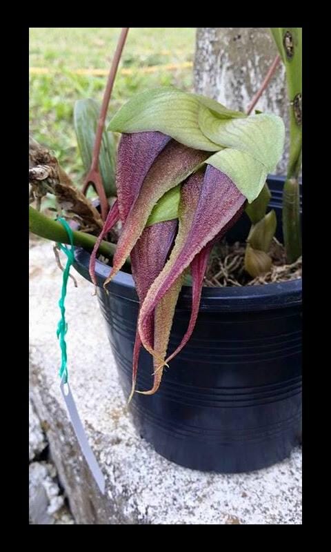 Bulbophyllum monstrabile 1 plant orchid collection plant home garden