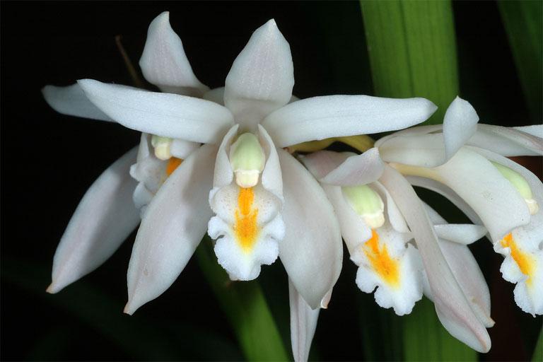 Orchid Cymbidium mastersii Live PLant