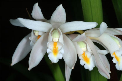 Orchid Cymbidium mastersii Live PLant