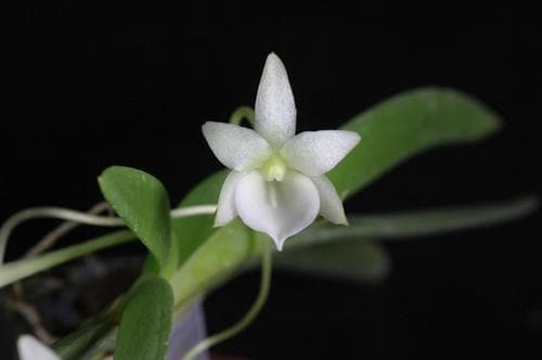 Angraecum leonis – Rare Miniature Orchid | Mounted or Potted Orchid Plant
