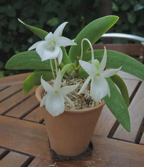 Angraecum leonis – Rare Miniature Orchid | Mounted or Potted Orchid Plant